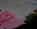 (　ﾟ∀ﾟ)o彡°つくね　つくね
