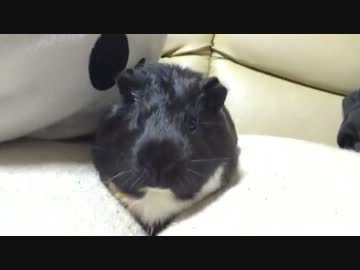 【モルモット】あくび(´Ｑ`)｡oO【ちょび】