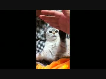 【私だけに】鉄壁のガード【なつかない】