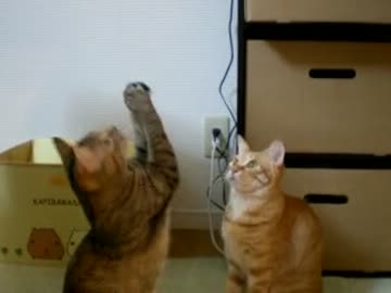 拾いねこ＠生後440/407目　祈りを捧げる月音さま（サムネ