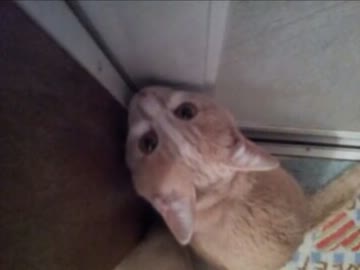 我が家のぬこペチの記録。