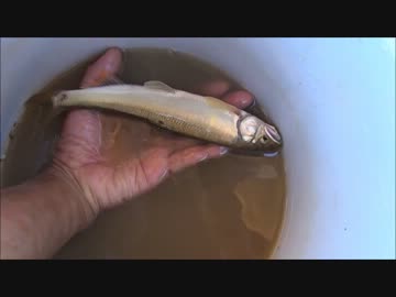 【水槽34】畑で魚をゲットした【もりぞう】