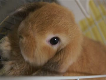 伸び～した体勢のまま草を食べる脱力系うさぎ。