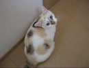 【ミィ】寂しがりの猫【part5】