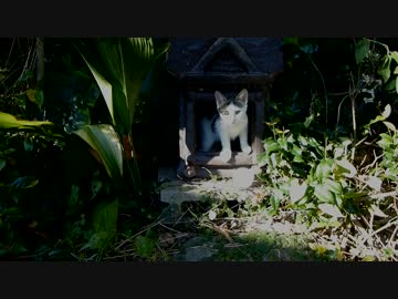 猫神さまにおやつをお供えしてみた