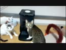 ここ掘れにゃんにゃん(ΦωΦ)　ご飯がでてこないのを訴える猫