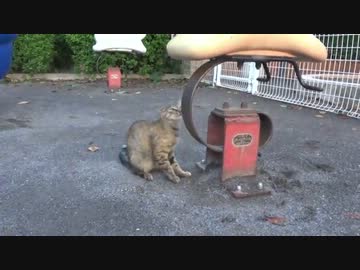 茶トラ子猫、後頭部を強打する