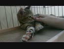にぎにぎ
