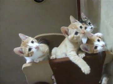 ひも！に群がるぬこ達