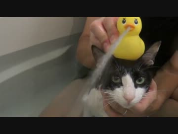 猫とアヒルが力を合わせてみんなの幸せを～♪