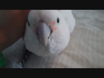 シロビタイムジオウム猫に激おこ