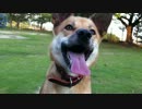 犬と遊ぶ