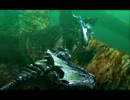 【MH4】イャンガルルガ遭遇ムービー