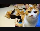 【マンチカンズ】短足猫たち入り乱れる