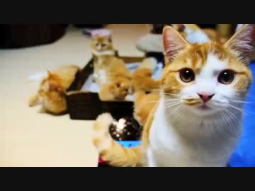 【マンチカンズ】短足猫たち入り乱れる