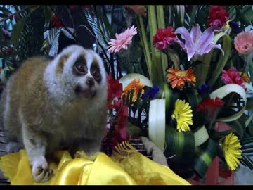 花園にて佇むデブロリスと猫を見下すクズロリス