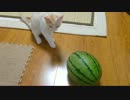 猫にスイカを与えてみた