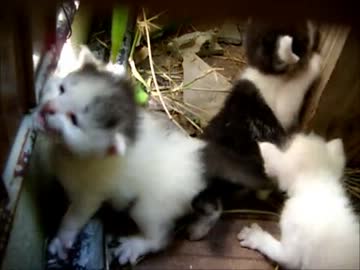 続・牛柄猫家族１ ～白黒猫の呪い～
