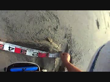 【ニコニコ巨大魚ダービー】マゴチ49.5cmと巨大エイ【怪魚】