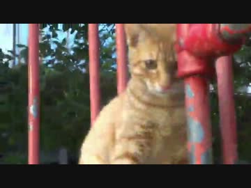 茶トラ子猫、木登りをして降りられなくなる