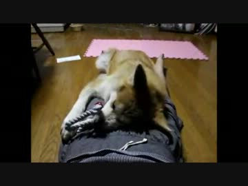 【秋田犬】足の上のかのこ