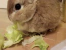 うさぎ型レタスシュレッダー