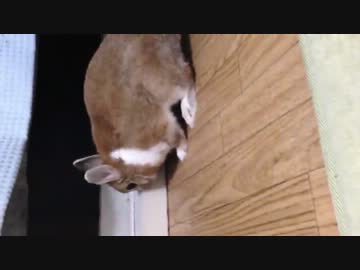 うさんぽ中ですってよ