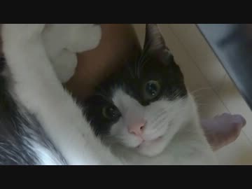 いないいないにゃあ！