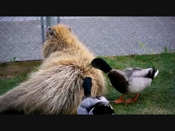 カモがカピバラに謎のツボマッサージ（反応弱）