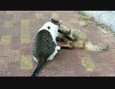 まず、この野良猫夫婦の動画をご覧ください