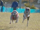 レース犬への道