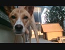 愛犬ナナと暮らしましょう（1年と166日目）