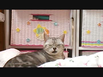 │ωﾟ)チラ見する度文句を言う猫