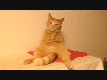 【皇女様】スコ座り〜グルーミング〜ぺたし