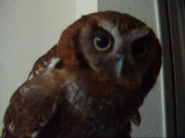 困惑するフクロウ