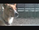 愛犬ナナと暮らしましょう（1年と167日目）
