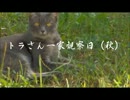 トラさん一家観察日記(秋)