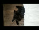 【甲斐犬】くろべぇ成長中！【生後3カ月】