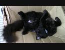 ねじれ長門【蒼民家の猫々】