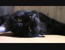 きょうの長門【蒼民家の猫々】