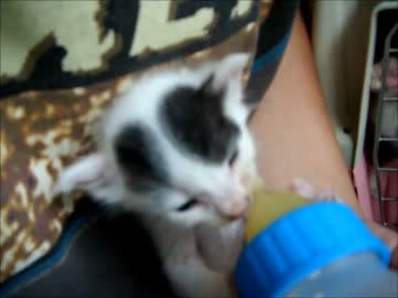 続・牛柄猫家族２