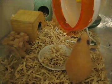 キンクマ　－はな(♀)の相変わらず編－