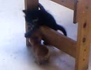 お食事中の茶太郎君（仮名）の様子＆じゃれて遊ぶ子猫達の様子です。