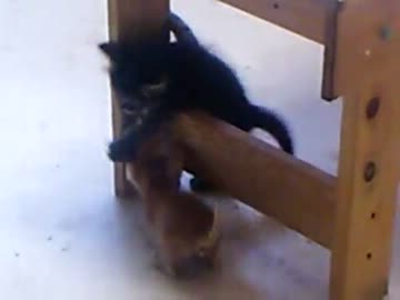 お食事中の茶太郎君（仮名）の様子＆じゃれて遊ぶ子猫達の様子です。