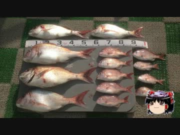 海上決戦☆日本海真鯛を釣り上げろin青森