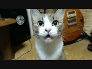 なにかをうったえかけてくるうちのねこがかわいすぎるので