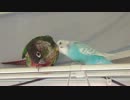 カキカキを手伝いたいセキセイインコ。Part2
