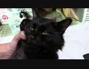 長門、蜂に刺される【蒼民家の猫々】