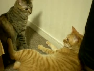 拾いねこ＠生後448/415目　ケンカせんとー。