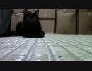 きょうの長門【蒼民家の猫々】